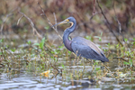 Tricolored Heron waiting, Harns Marsh, Florida