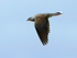 Turtle Dove in flight at Otmoor RSPB