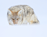 Coyote looks straight ahead, Yellowstone National Park