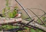 Red-backed Shrike