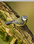 BLUE TIT REF BT 7