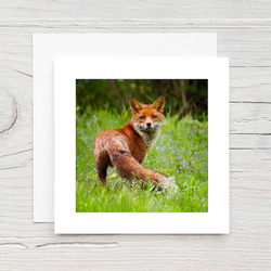 Red Fox