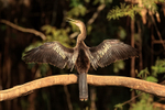 Anhinga portfolio