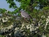 Woodpigeon