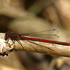 Pyrrhosoma nymphula
