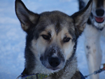 An extremely beautiful husky....