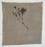 Seaweed portfolio