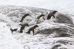 Rockhopper Penguins preparing to jump into rough sea, Saunders Island