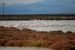 Greater Flamingos