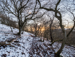 0707 Ragleth Wood