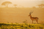 Impala Nairobi National Park