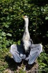 Soaking up the sun! - Sunbathing Heron!
