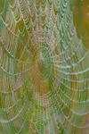 spider web-3151