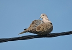 Collared Dove