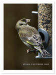 Green Finch