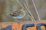 Common Snipe