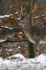 FALLOW DEER ref fd 15a