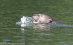 Giant Otter