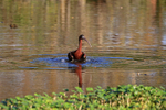 Glossy Ibis bathing, Wakodahatchee Wetlands, Florida
