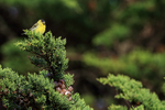 Black-chinned Siskin on conifer, Carcass Island, Falklands
