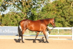 SBM_07954