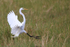 Great Egret landing, Viera Wetlands, Florida