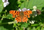 Comma