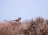 Dartford Warbler