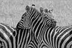 Zebra Love