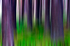 Tree - 0584 motion blur