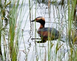 Slavonian Grebe portfolio