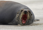 Galápagos Beachmaster 3