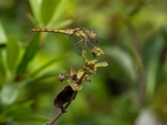 Common Darter