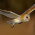 Barn Owl in Flight