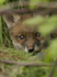 RED FOX CUB/ REF RFC 3