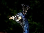 Peacock Portrait