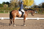 British Dressage portfolio