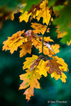 Autumn Leaves