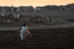 Gentoo Penguin sunset return to colony, Sea Lion Island, Falklands
