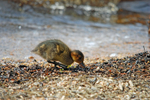 Wigeon duckling