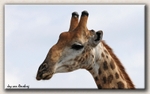 Giraffe profile