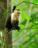 White-throated Capuchin, Manuel Antonio, Costa Rica
