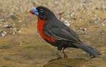 Western Bluebill, Male
