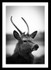 Deer Tatton Park