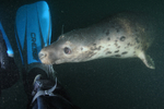 Grey Seal - Halichoerus grypus