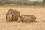 Black Rhino & calf