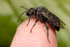 Melecta albifrons (f)