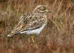 Stone Curlew 1