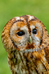 tawny owl Strix aluco-6882