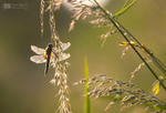 Four-spotted Chaser in evening light